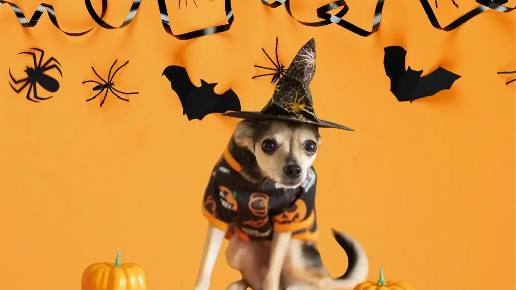 Zuazua abre convocatoria del concurso mascotas del terror para Halloween 2025