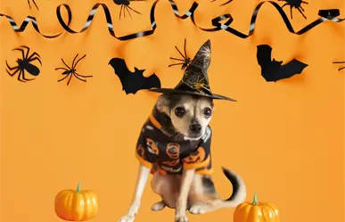 Zuazua abre convocatoria del concurso mascotas del terror para Halloween 2025