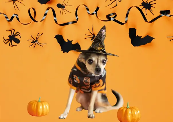 Zuazua abre convocatoria del concurso mascotas del terror para Halloween 2025