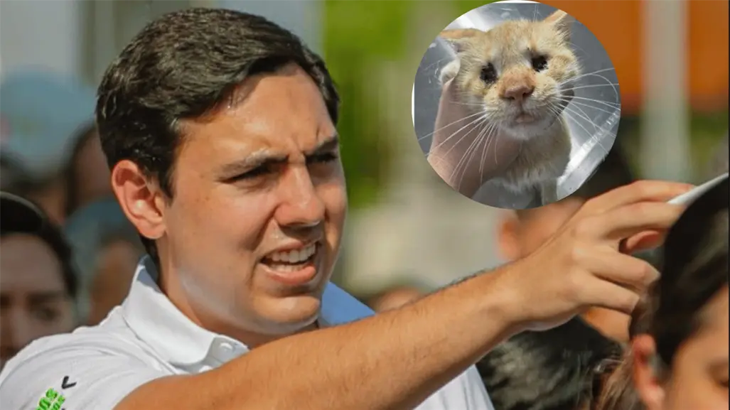 Rescatan a gatita sin ojos en Apodaca; autoridades investigan posible maltrato animal