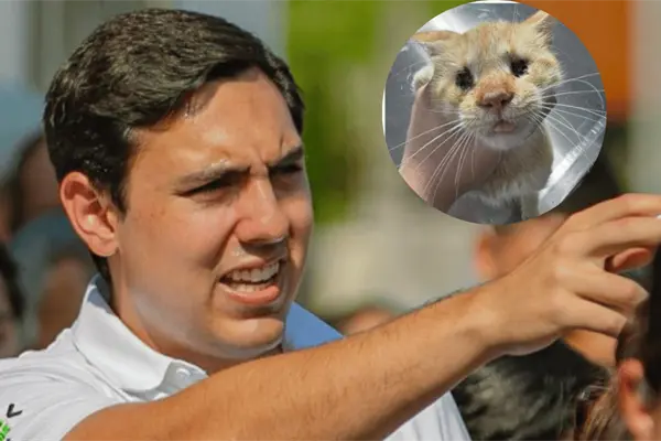 Rescatan a gatita sin ojos en Apodaca; autoridades investigan posible maltrato animal Rescatan a gatita sin ojos en Apodaca; autoridades investigan posible maltrato animal