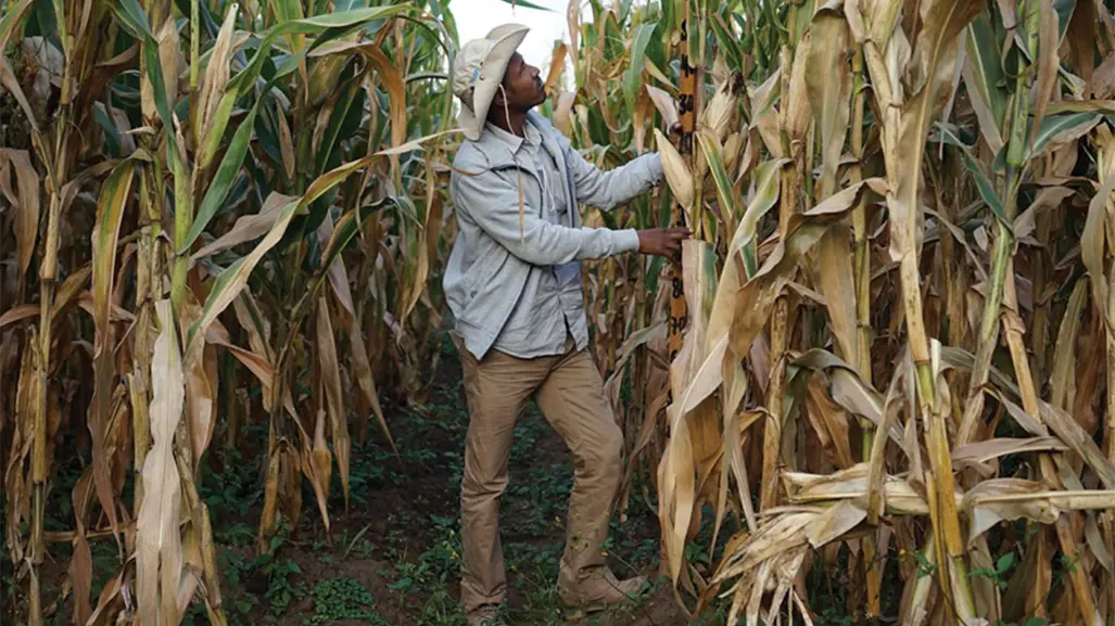 Agricultores y gobierno logran avances parciales en negociaciones sobre el precio del maíz