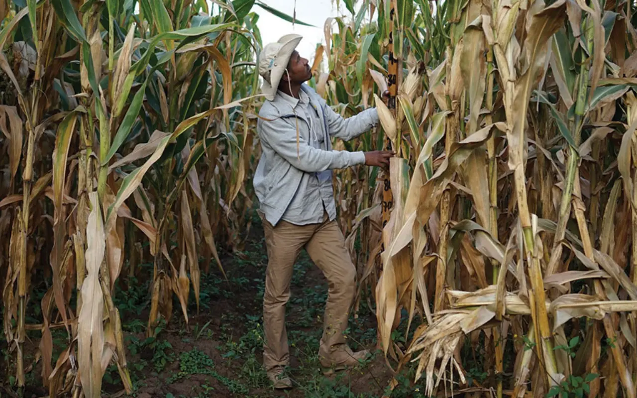 Agricultor en plantío de maíz. Foto: Gobierno de México