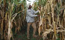 Agricultores y gobierno logran avances parciales en negociaciones sobre el precio del maíz Agricultores y gobierno logran avances parciales en negociaciones sobre el precio del maíz