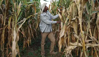 Agricultores y gobierno logran avances parciales en negociaciones sobre el precio del maíz