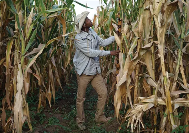 Agricultores y gobierno logran avances parciales en negociaciones sobre el precio del maíz