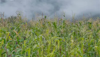 Agricultores y gobierno logran avances parciales en negociaciones sobre el precio del maíz
