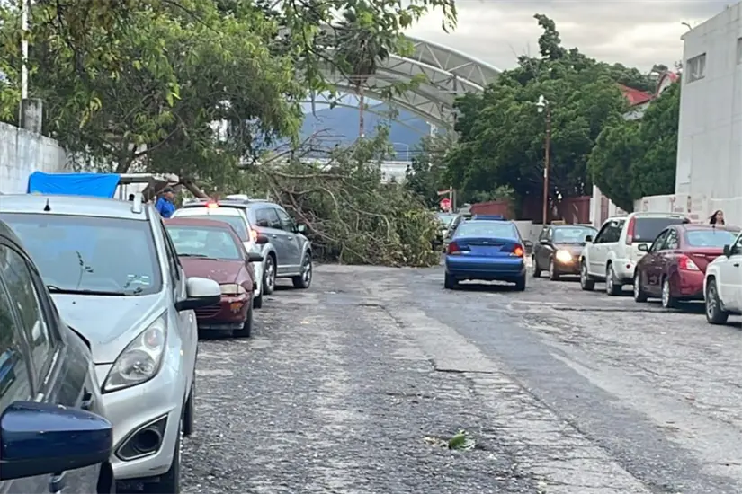 imagen recuadro Árbol en el 18 y 19 Berriozábal, queda totalmente atravesado | Foto: FB