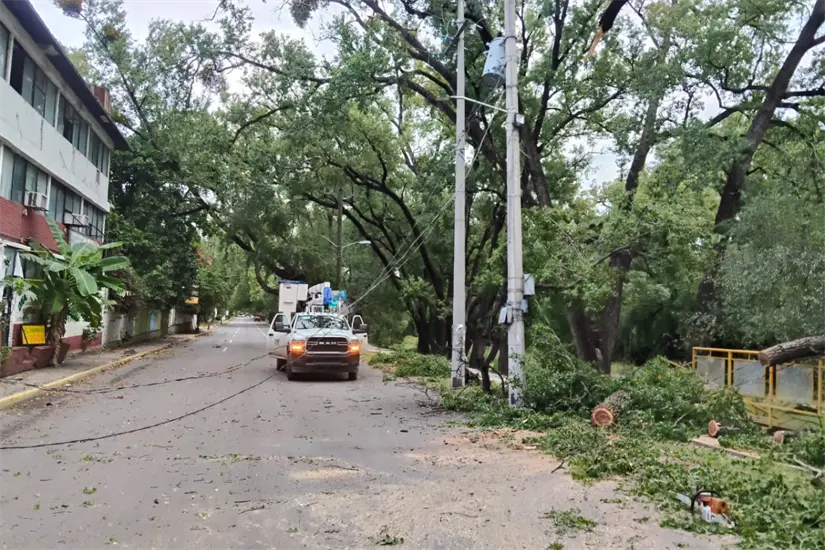 imagen recuadro El árbol cayó sobre cables de la CFE | Foto: FB