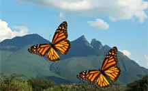 Mariposa monarca, así puedes protegerla en su paso de migración por Nuevo León Mariposa monarca, así puedes protegerla en su paso de migración por Nuevo León