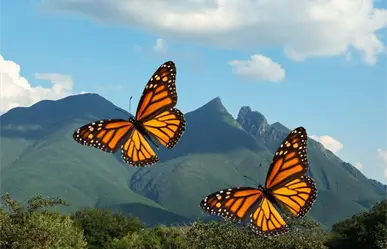 Mariposa monarca, así puedes protegerla en su paso de migración por Nuevo León