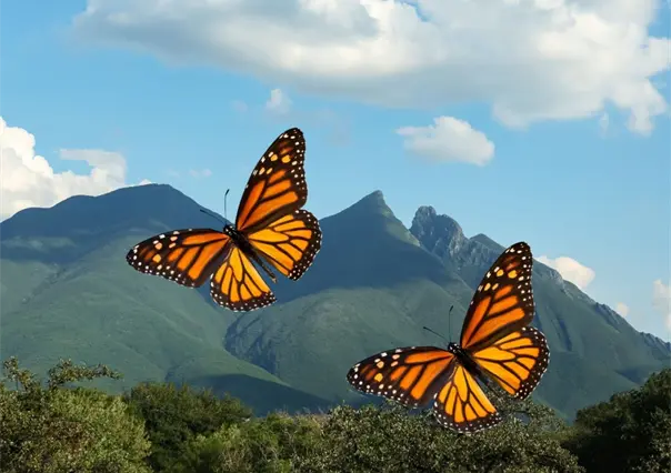 Mariposa monarca, así puedes protegerla en su paso de migración por Nuevo León