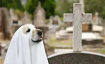 Avanza cementerio para mascotas en Piedras Negras, tras escándalo por crueldad animal Avanza cementerio para mascotas en Piedras Negras, tras escándalo por crueldad animal