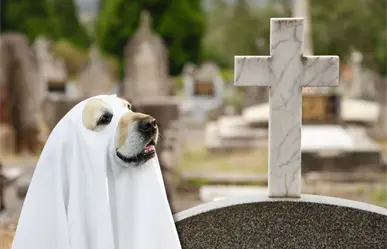Avanza cementerio para mascotas en Piedras Negras, tras escándalo por crueldad animal