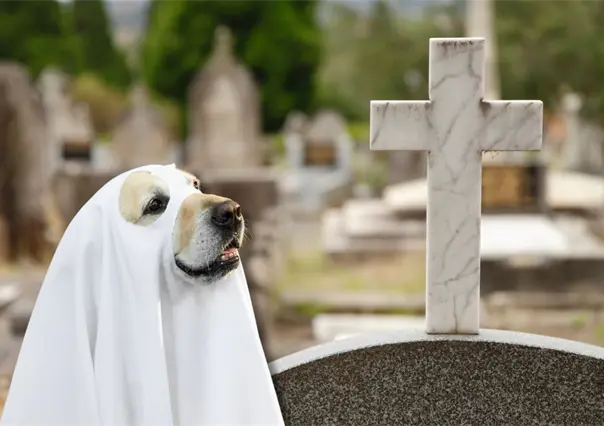 Avanza cementerio para mascotas en Piedras Negras, tras escándalo por crueldad animal
