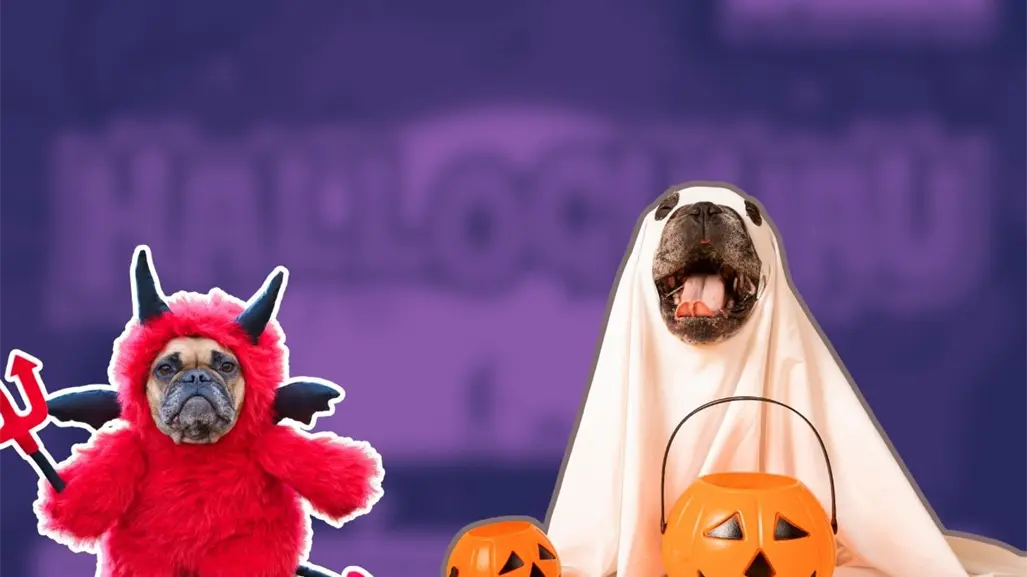 Disfraza a tu lomito y vive la noche más perrorrífica en Apodaca