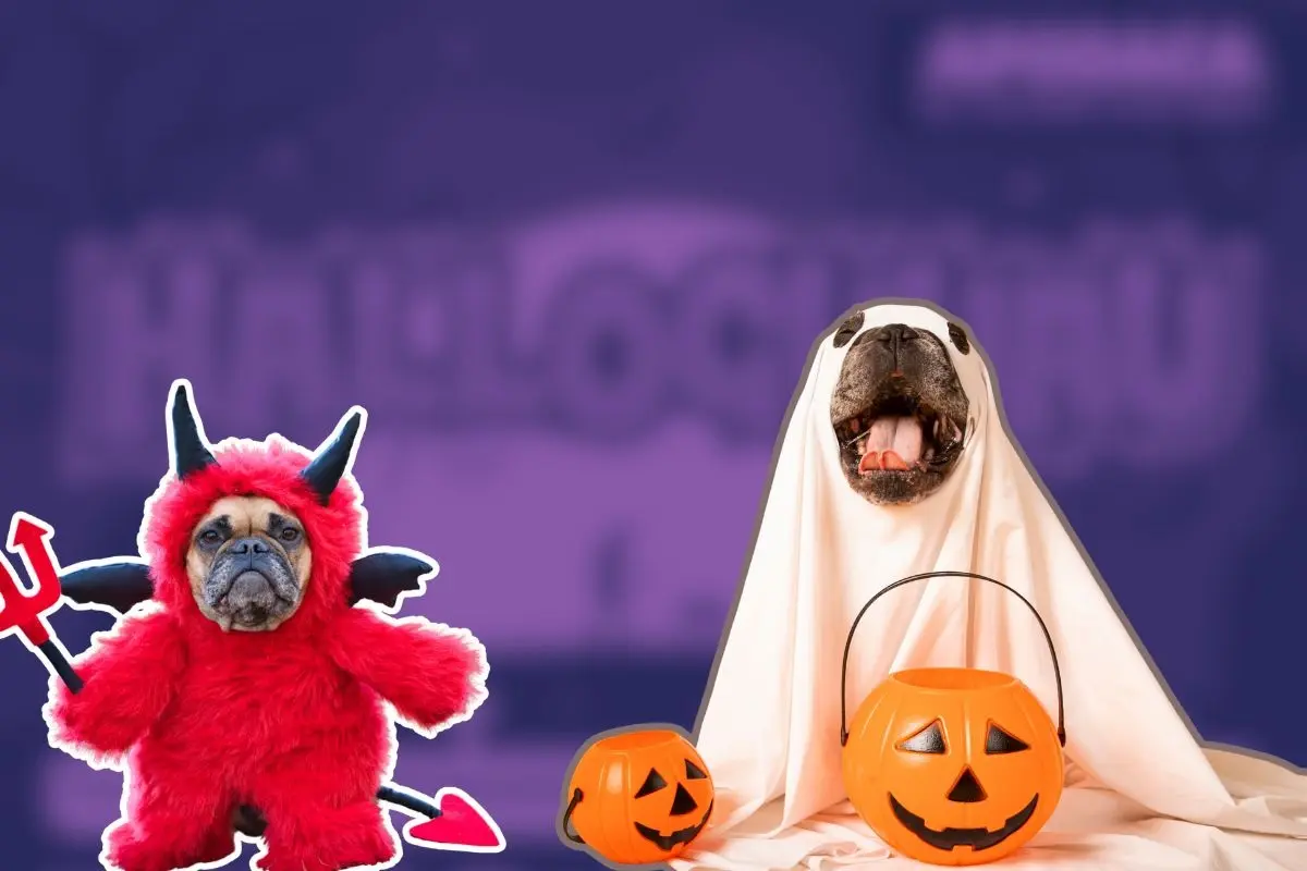 El Gobierno de Apodaca, junto con el alcalde César Garza Arredondo, ha lanzado una divertida invitación para todos los amantes de los perros. Foto: CANVA