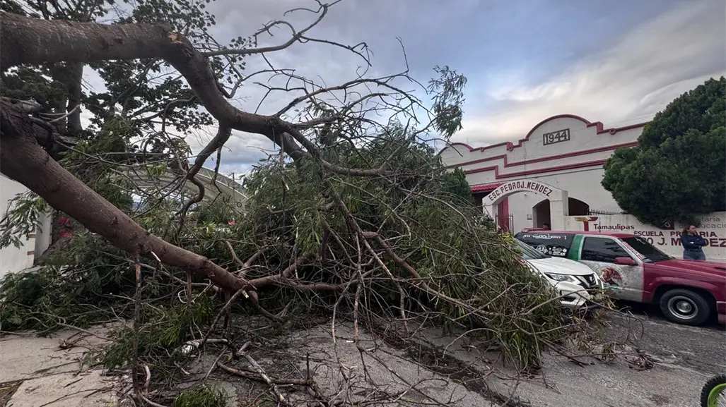 Ráfagas del Frente Frío 11 tumba árboles y un poste eléctrico en Ciudad Victoria