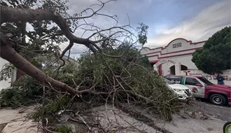 Ráfagas del Frente Frío 11 tumba árboles y un poste eléctrico en Ciudad Victoria