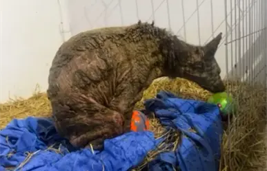 Mina, la osa rescatada, comienza a jugar y mejorar en Fundación Invictus