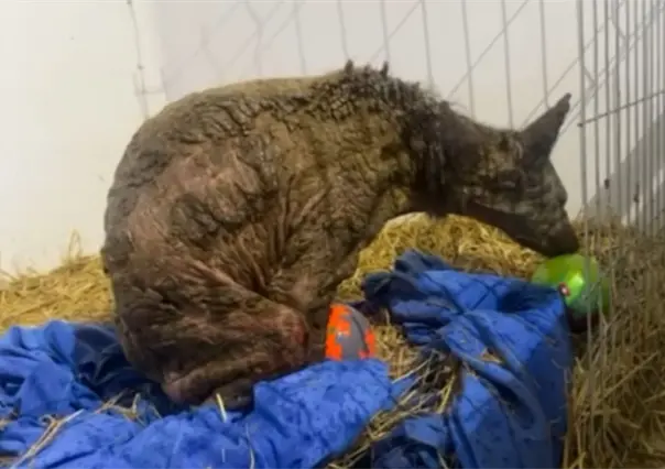 Mina, la osa rescatada, comienza a jugar y mejorar en Fundación Invictus