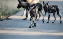 VIDEO | Jauría de perros ataca a vecinos de Toluca y autoridades son acusadas de omisión VIDEO | Jauría de perros ataca a vecinos de Toluca y autoridades son acusadas de omisión