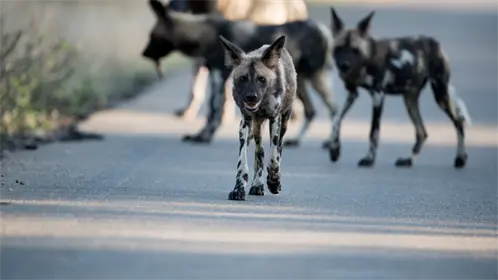 VIDEO | Jauría de perros ataca a vecinos de Toluca y autoridades son acusadas de omisión VIDEO | Jauría de perros ataca a vecinos de Toluca y autoridades son acusadas de omisión