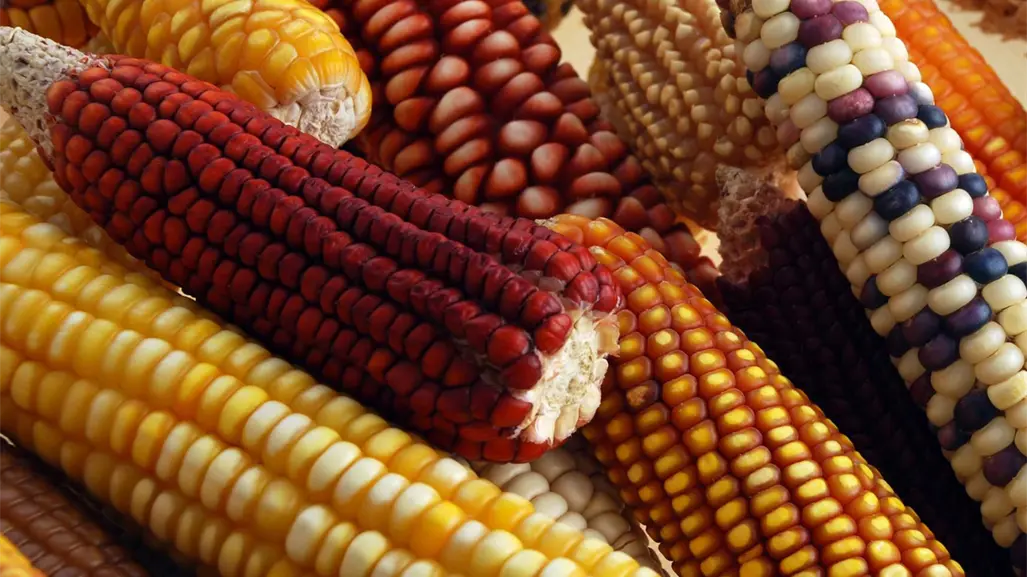 Productores de maíz del Bajío logran acuerdo con gobierno federal: nace el Sistema Mexicano del Maíz