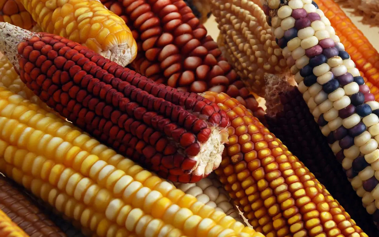 Diversos cultivos de maíz. Foto: Gobierno de México