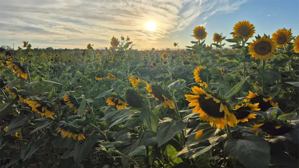 Rancho El Gordo no solo tiene el Festival del Cempasúchil en La Paz: descubre los más famosos