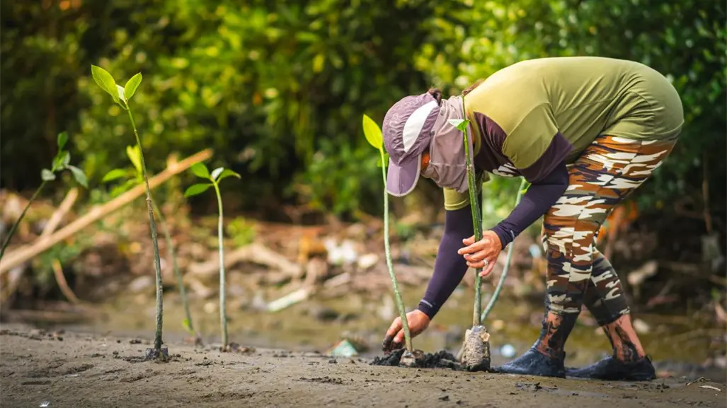Cómo participar en la jornada de reforestación de la UAdeC en la Sierra de Arteaga