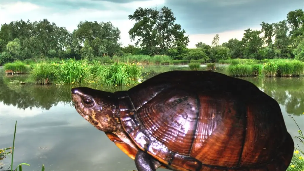 En riesgo de extinción definitiva la tortuga de pantano de Yucatán, según la Lista Roja de Especies Amenazadas