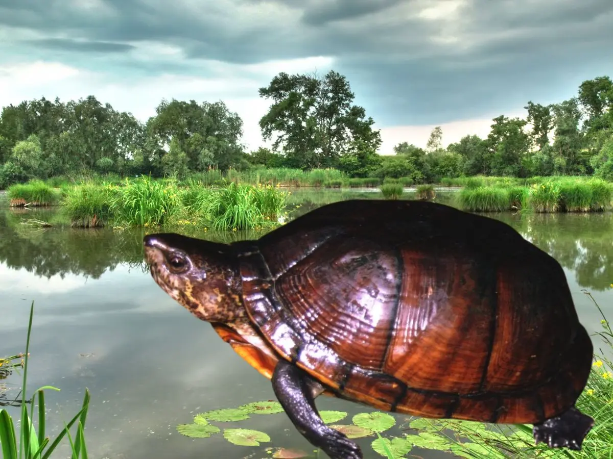 La tortuga de pantano de Yucatán es una especie que solo habita en la Península y expertos señalan que si se extingue desaparecería completamente de todo el planeta.- Fuente Lista Roja de Especies Amenazadas y Canva