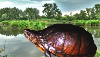 En riesgo de extinción definitiva la tortuga de pantano de Yucatán, según la Lista Roja de Especies Amenazadas