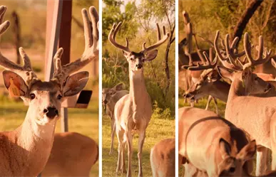 Arranca temporada de caza de venado en Coahuila, ¿buena o mala para la biodiversidad?