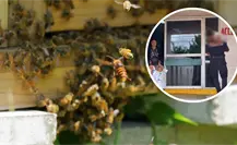 Ataque de abejas en Tizimín: dos menores fueron hospitalizados tras sufrir múltiples picaduras Ataque de abejas en Tizimín: dos menores fueron hospitalizados tras sufrir múltiples picaduras