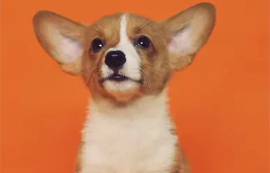 El refugio Azteca invita a jornada de adopción de mascotas en Ciudad Victoria; esto se sabe