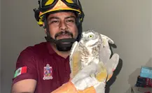 Doble rescate de búhos y un gato atrapado ponen en acción a brigadistas de Escobedo