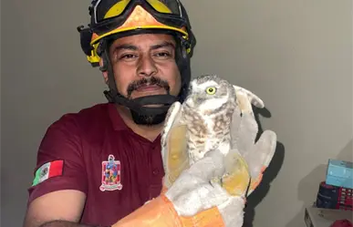 Doble rescate de búhos y un gato atrapado ponen en acción a brigadistas de Escobedo