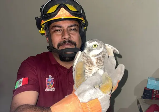 Doble rescate de búhos y un gato atrapado ponen en acción a brigadistas de Escobedo