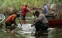 Destinan 22 millones de pesos para restaurar los manglares de la costa yucateca Destinan 22 millones de pesos para restaurar los manglares de la costa yucateca