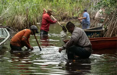 Destinan 22 millones de pesos para restaurar los manglares de la costa yucateca