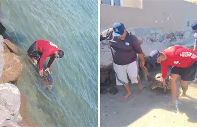 Encuentran nuevamente tortuga varada sin signos en el kiosko del malecón de La Paz