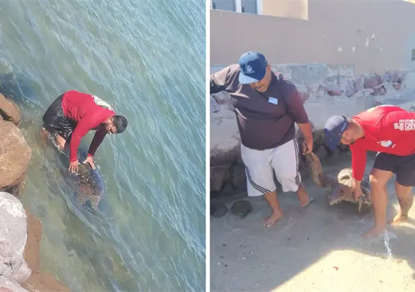 Encuentran nuevamente tortuga varada sin signos en el kiosko del malecón de La Paz