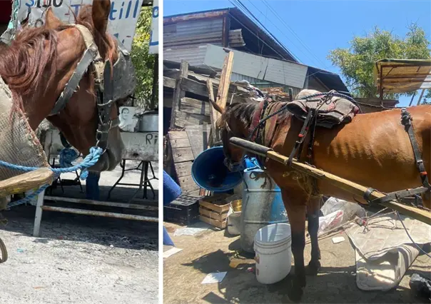 Adiós a los carretoneros en Guadalupe, así recogerán la basura ahora