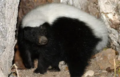 Presenta UAT primer catálogo de 145 especies mamíferas de Tamaulipas