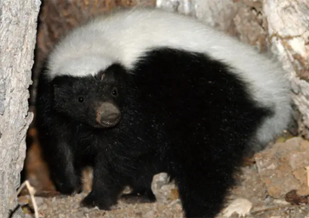 Presenta UAT primer cat&aacute;logo de 145 especies mam&iacute;feras de Tamaulipas