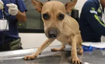 Multan con más de 90 mil pesos al responsable de abandonar ocho perros en Ciudad Caucel Multan con más de 90 mil pesos al responsable de abandonar ocho perros en Ciudad Caucel