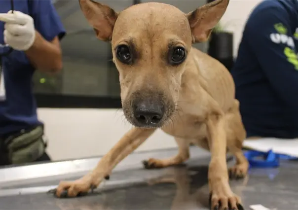 Multan con más de 90 mil pesos al responsable de abandonar ocho perros en Ciudad Caucel