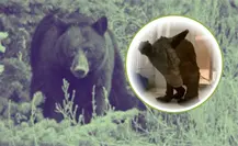 ¡Mina va ganando la batalla! La osa rescatada ya pesa 37.6 kilos ¡Mina va ganando la batalla! La osa rescatada ya pesa 37.6 kilos